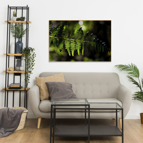 quadro samambaia, samambaia, samambaia chorona, quadro Rio de Janeiro, seu quadro, fine art, quadro fine art, quadro de decoração, quadro para sala, quadro para casa, quadro para o quarto