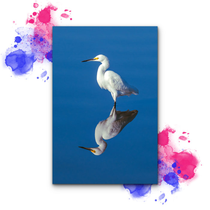 quadro garça branca, graça branca, quadro heron, quadro Rio de Janeiro, seu quadro, fine art, quadro fine art, quadro de decoração, quadro para sala, quadro para casa, quadro para o quarto, quadro decorativo